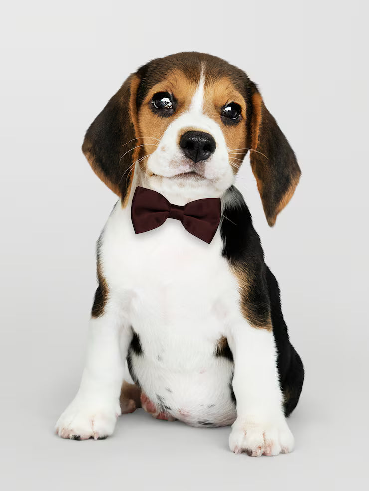 files/beagle-bonito-em-um-laco-marrom-escuro_53876-89059_6abc005f-4f3d-47ee-ab99-a9ac157a991a.avif
