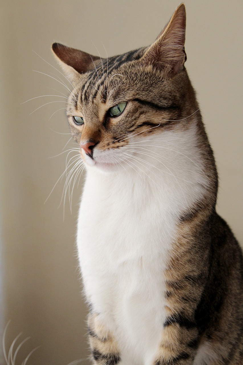 files/cat-4959941_1280.jpg