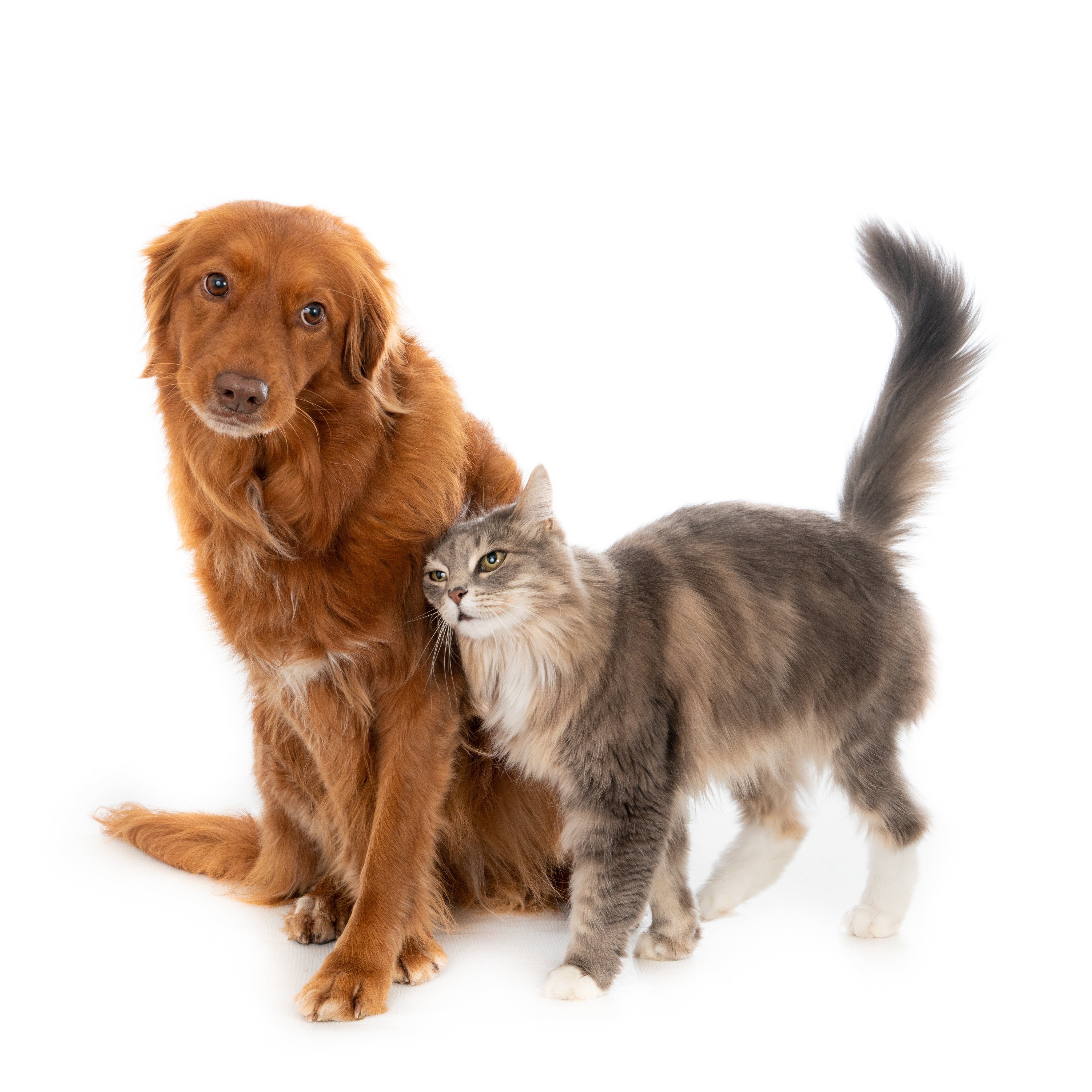 files/gato-domestico-cinza-fofo-com-cabelo-comprido-mostrando-sua-afeicao-por-um-cachorro-marrom-com-cabelo-comprido.jpg